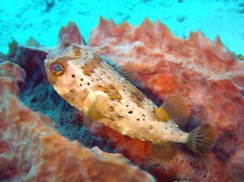 Trunk fish in cozumel / SONY DSCP10 by Yannick Abel-Coindoz 
